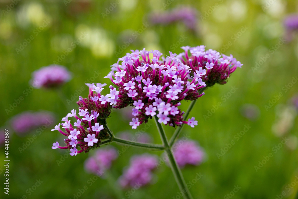 Beautiful blooming purple Verbena bonariensis, purpletop or Argentinian vervain, tall verbena medicine herb. Close up violet verbena flower in garden. Purple wildflower in field on floral background Beautiful blooming purple Verbena bonariensis, purpletop or Argentinian vervain, tall verbena medicine herb. Close up violet verbena flower in garden. Purple wildflower in field on floral background