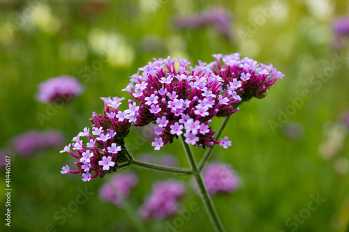 Wallpaper Mural Beautiful blooming purple Verbena bonariensis, purpletop or Argentinian vervain, tall verbena medicine herb. Close up violet verbena flower in garden. Purple wildflower in field on floral background Torontodigital.ca