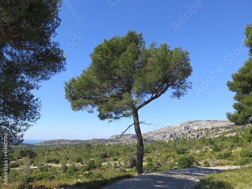 the hiking trail to the bay of Calanque d en Vau, Calanques National Park, Marseille, Provence, April, France photo