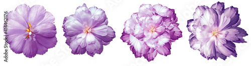 set purple flowers isolated on a white background. Close-up. Flower buds on a green stem. For design. Nature.