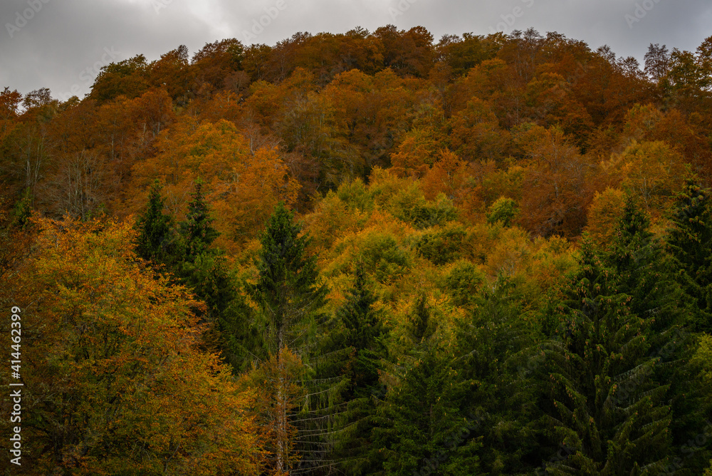 Fototapeta premium Cansiglio Foliage