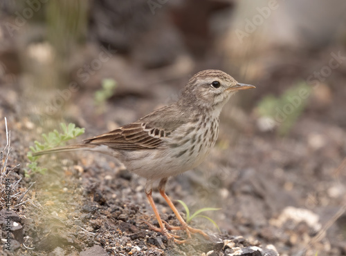 Berthelot's Pipit