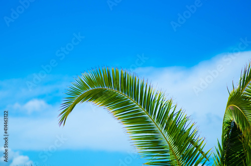 Palm leaves with blue cloudy sky background