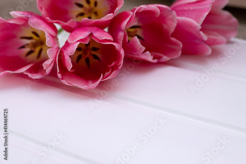 spring pink tulips in the upper left corner on a white background, top view, postcard, place for text