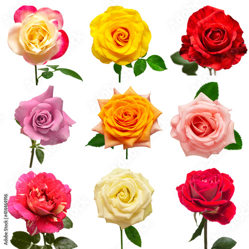 Collection multicolored flowers head roses isolated on a white background. Flat lay  top view