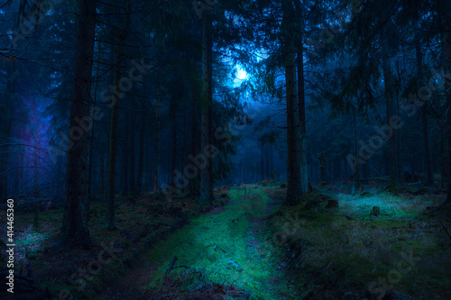 misty night forest