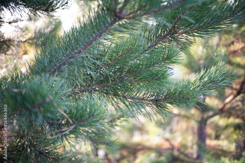 Spruce branch. Branch of fir with the lights of sun. 