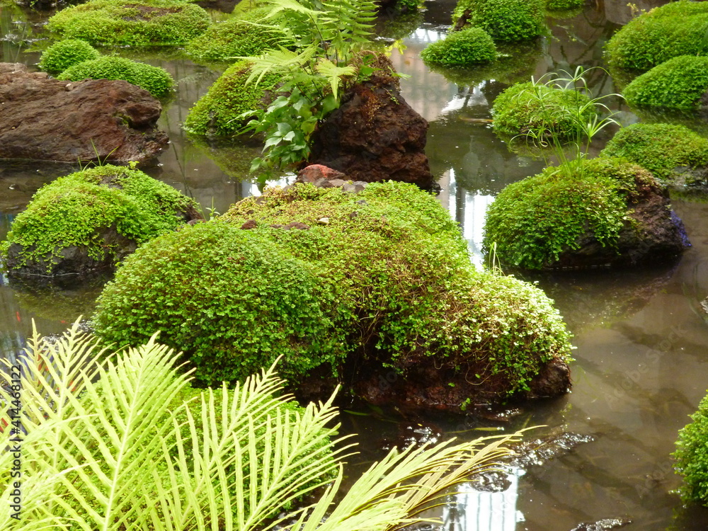 mexican garden with moss and stone