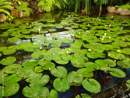 water lilies in the pond © raul