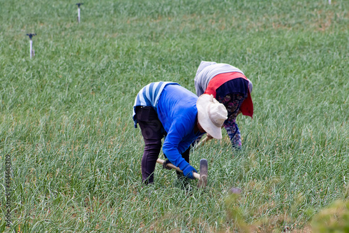 Peasant women working on a green onion field at the Boyaca Department in Colombia