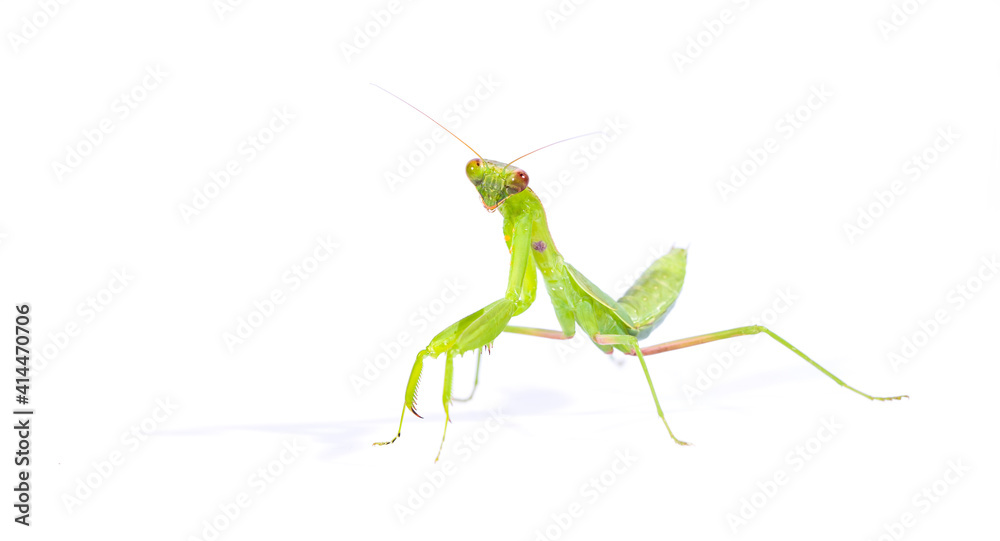 Praying mantis isolated on white background. Praying mantis isolated on white background.