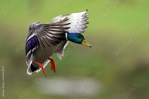 Mallard