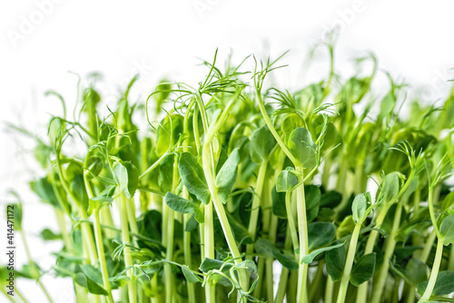 Microgreens isolated on white. micro green for sale. Vitamins from nature. Fresh eco farming greens young sprouts of peas. Seed Germination. Vegan and healthy eating concept. Windowsill garden.