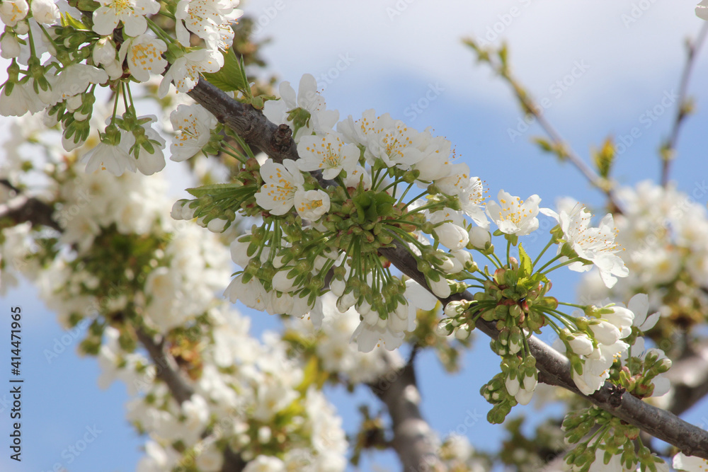 Obraz premium Cherry branch with white flowers. Blossom sakura in garden. Nature backdrop. Spring flowers. Springtime.
