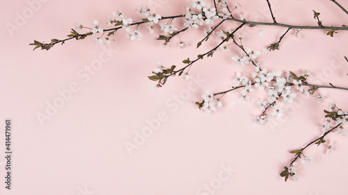 Cherry flowers on a pink background. Spring blooming branches, flat lay. Spring border background, flowering twig. Pink background.