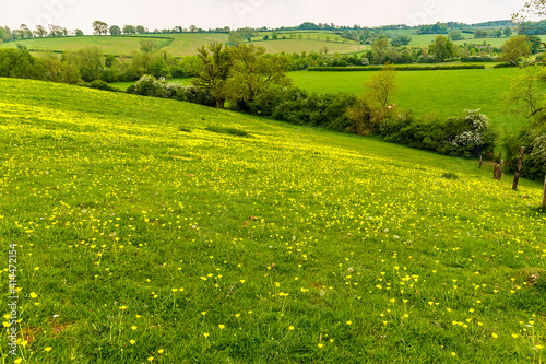 A buttercup covered hillside close to the village of Gumley near Market Harborough, UK in springtime photo