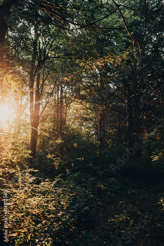 Sun rays shining through the heavily wooded forest during a summer morning hike in the Midwest. 