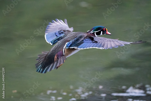 Wood duck in flight, Santee Lakes, California.