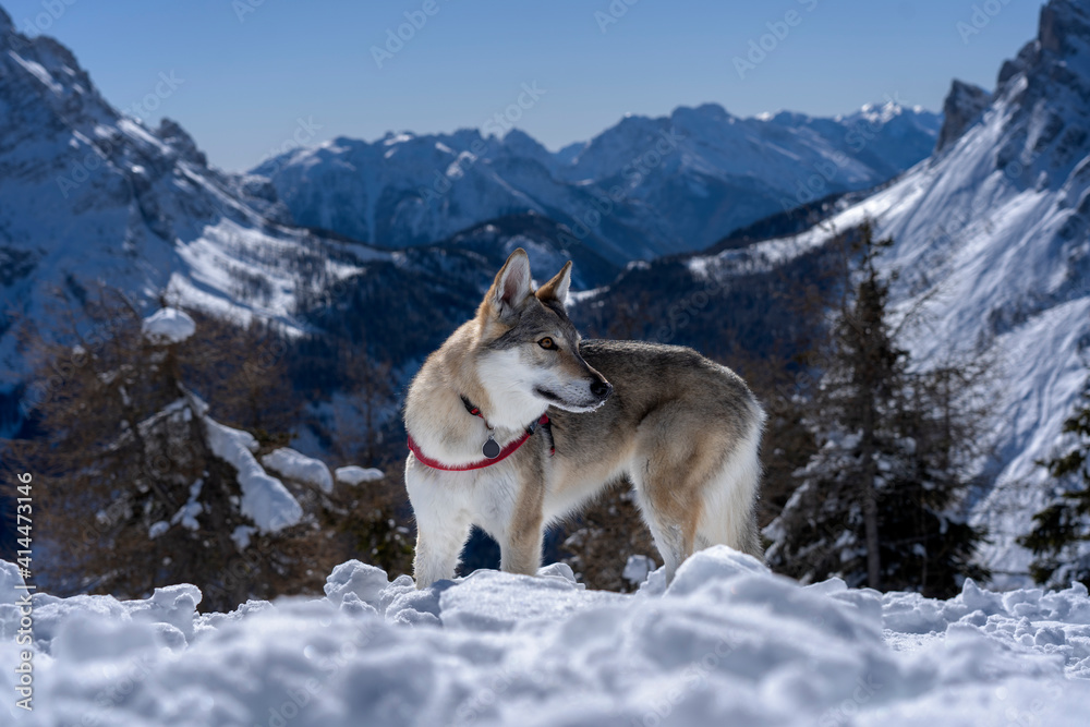 Czechoslovakian wolfdog on snow with snow capped mountains in the background