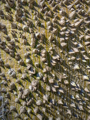 spiked tree bark