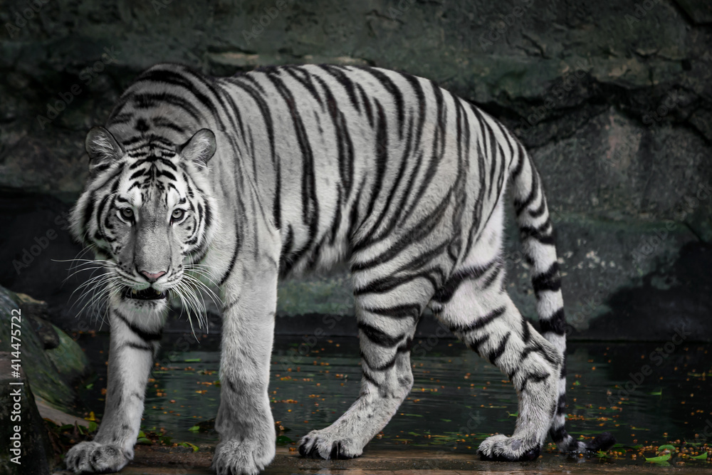 Obraz premium The white tiger is looking for food in the forest.