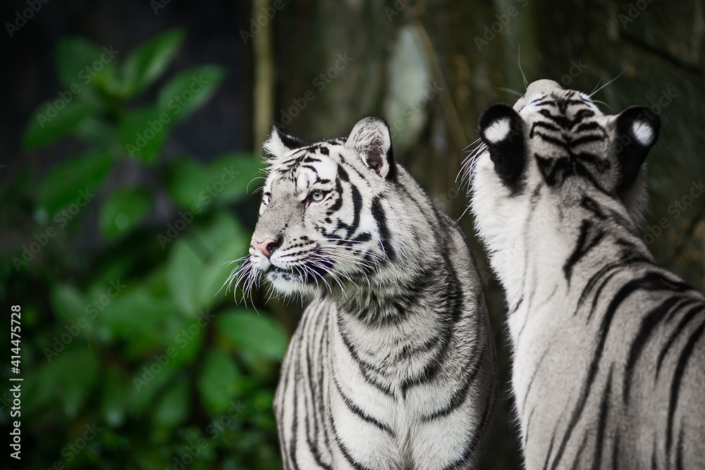 Fototapeta premium Two white tigers are looking for food in the forest.