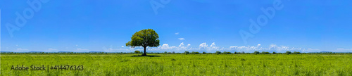 Single big oak tree in meadow, Lonely tree in beautiful morning light with sunshine in summer, Panorama, Web banner, Summer background