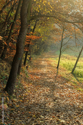 Autumn in the forest in Mnikowska valley, Polish Jura, Poland
