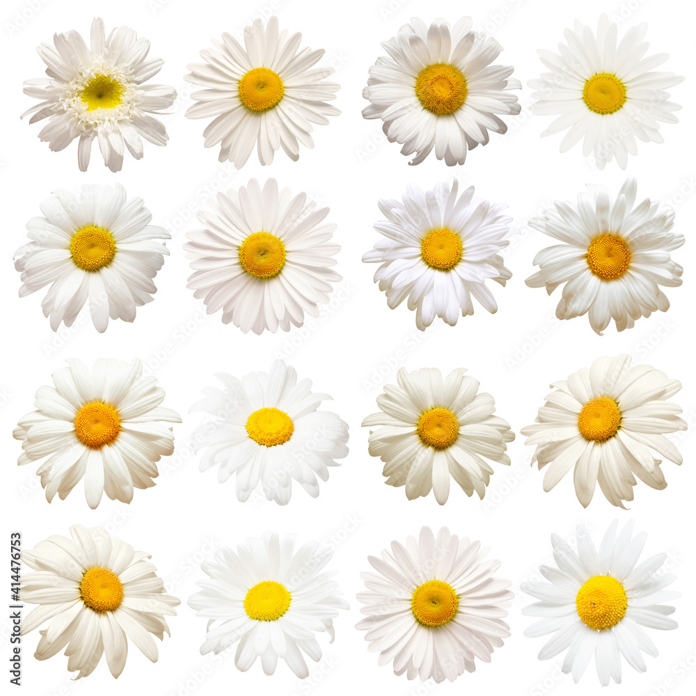 Collection head daisies flowers isolated on white background. Perfectly retouched, full depth of field on the photo. Flat lay, top view. Floral pattern, object