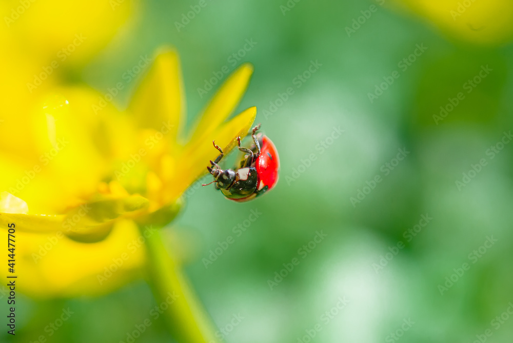 Naklejka premium Ladybug on the Blooming yellow crocus flower in the spring forest. First spring flowers close-up. Nature background.