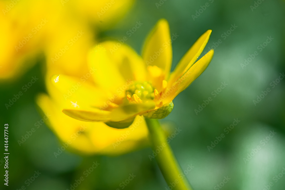 Blooming yellow crocus flowers in the spring forest. First spring flowers close-up. Nature background. Blooming yellow crocus flowers in the spring forest. First spring flowers close-up. Nature background.