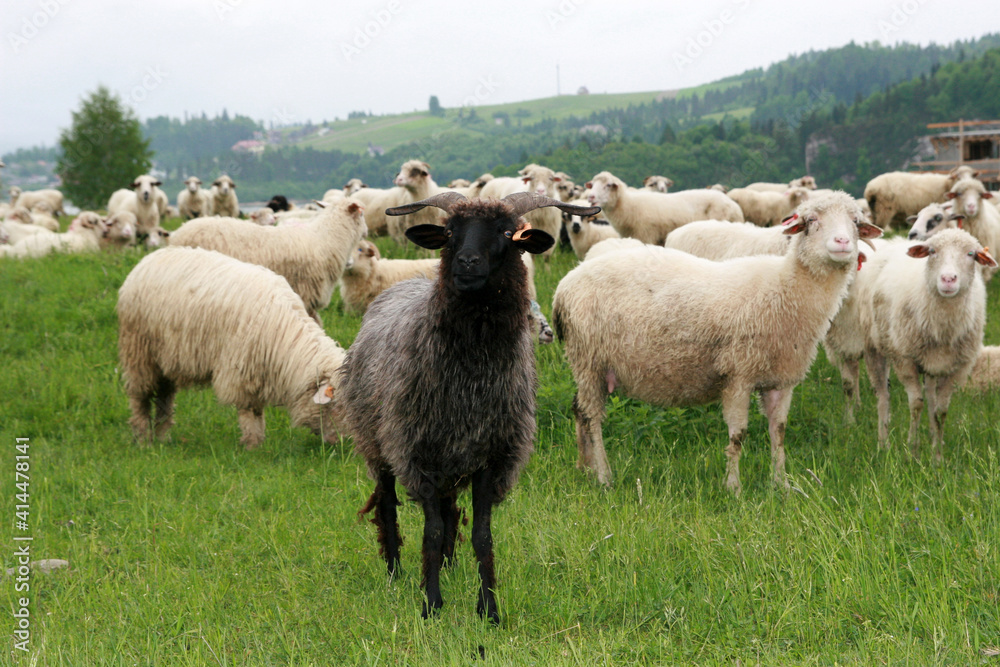 Lambs in Pieniny Mountains, Poland Lambs in Pieniny Mountains, Poland