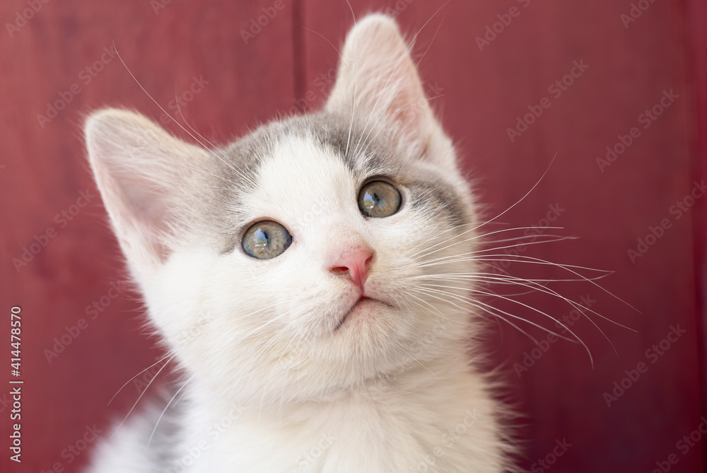 close up of the face of a white and gray kitten