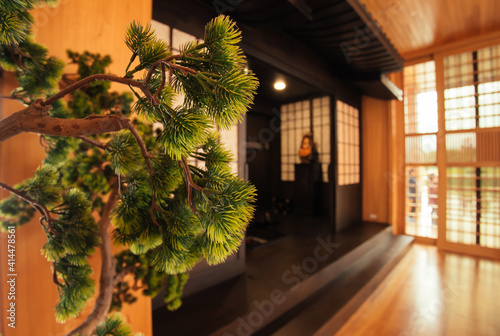 select focus' pine leaves tree branch in a Japanese house