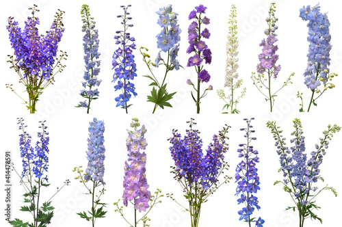 Leinwand Poster Collection bouquet delphinium flower isolated on white background