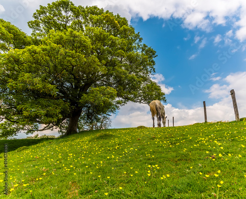 A view towards a horse at the top of a buttercup covered hillside close to the village of Gumley near Market Harborough, UK in springtime photo
