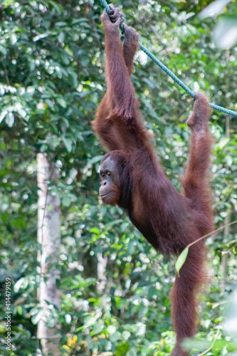 Orangutan hanging from a vine with three limbs at a conservation center in Borneo, Malaysia.