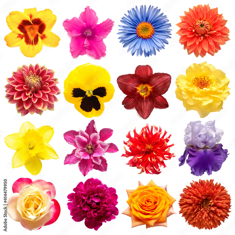 Collection flowers rose, iris, lily, gerbera, dahlia, cyclamen, pansies, peony, narcissus, daisy isolated on white background. Creative spring composition, Easter, Valentine's Day. Flat lay, top view