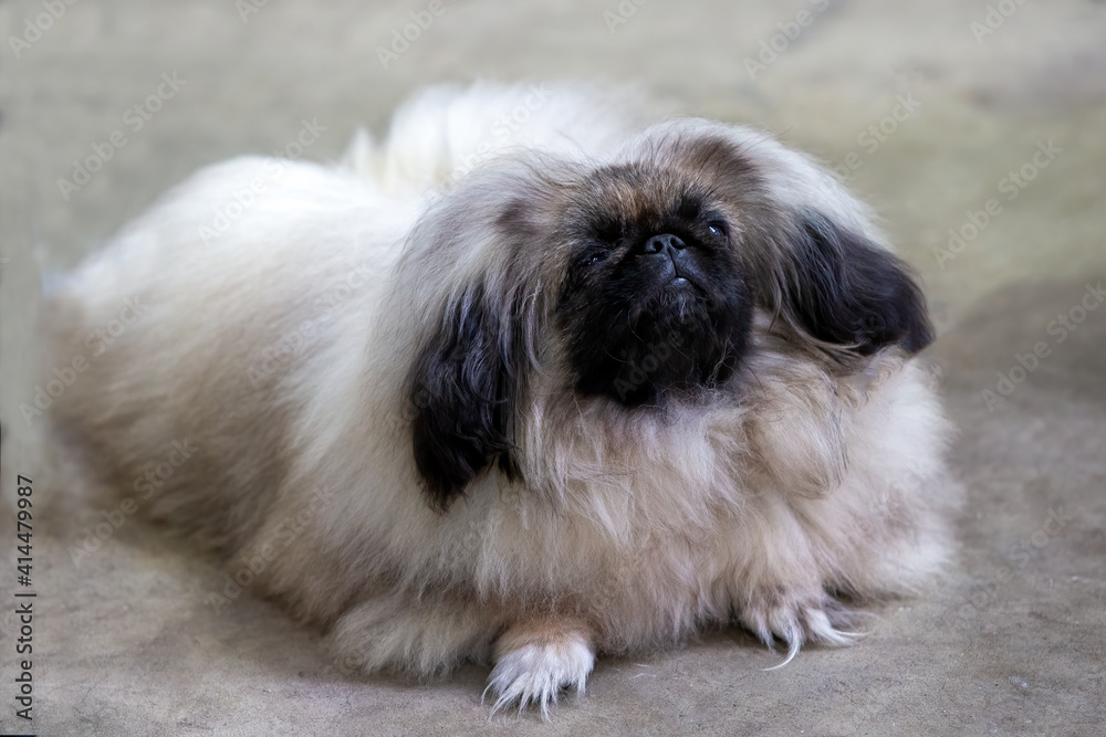 Pekingese puppy Pekingese puppy