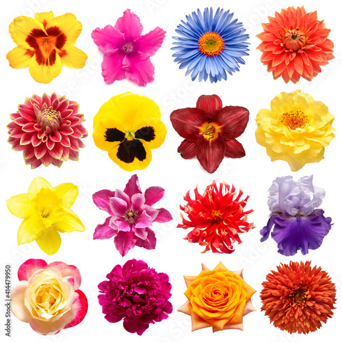 Collection flowers rose  iris  lily  gerbera  dahlia  cyclamen  pansies  peony  narcissus  daisy isolated on white background. Creative spring composition  Easter  Valentine s Day. Flat lay  top view