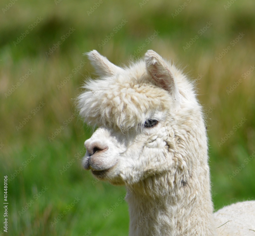 Alpaca