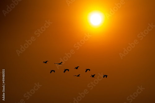 Silhouette of  A flock of birds flying in the sky On the background of the evening sun
