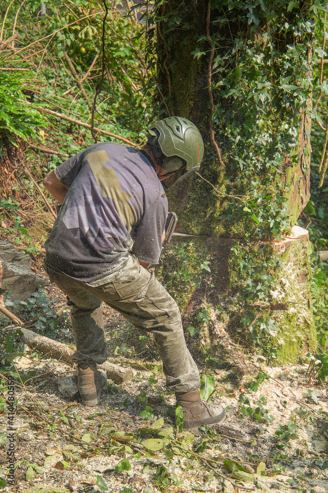 Making chainsaw cuts to main tree trunk before fellin Making chainsaw cuts to main tree trunk before fellin