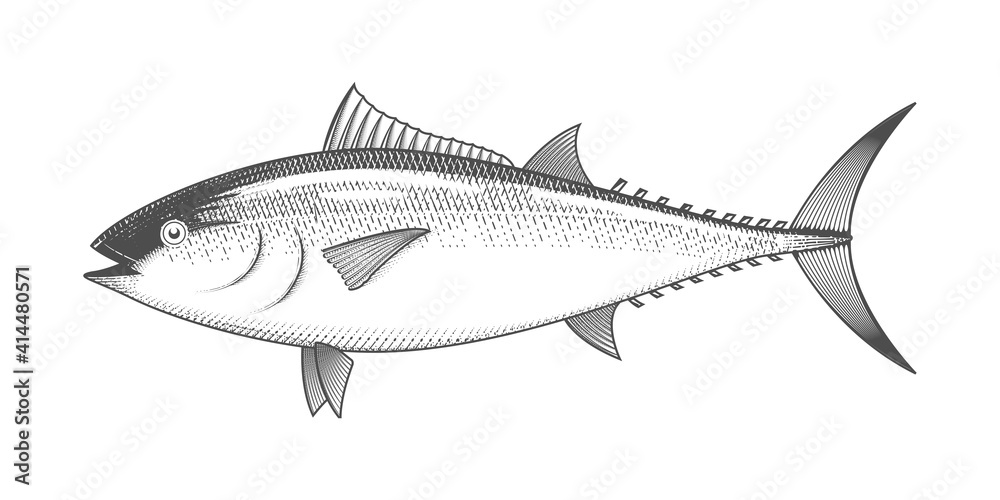 Fototapeta premium Tuna sketch, hand drawn fish, tunny seafood menu, fish in engraved style, vector