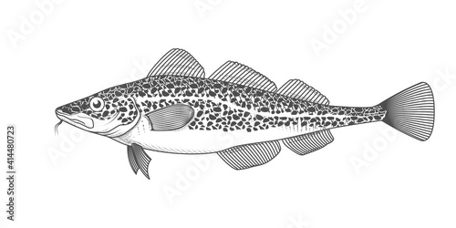 Cod fish sketch, hand drawn fish, cod seafood menu, fish in engraved style, vector