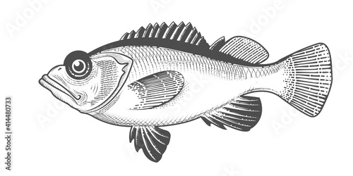 Rosefish sketch, hand drawn ocean perch or widow rock cod, salmon grouper seafood menu, fish in engraved style, vector