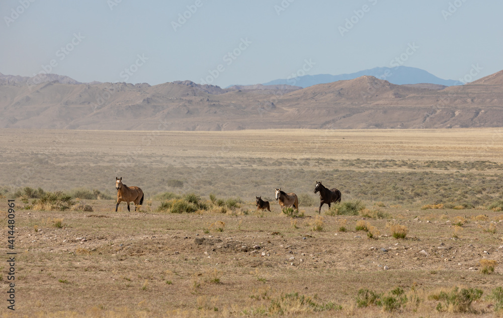 Herd of Wild Horses Running in the Utah Desert