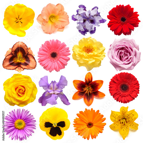 Collection flowers tulip, calendula, rose, iris, lily, gerbera, pansies, daisy isolated on white background. Creative spring composition, Easter, Valentine's Day. Flat lay, top view