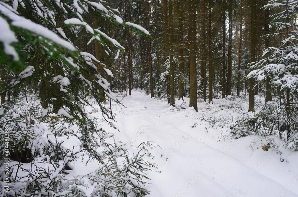 Las w zimie/Forest in winter