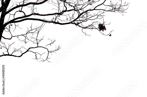 Dead branches isolate on white background. Clipping path.